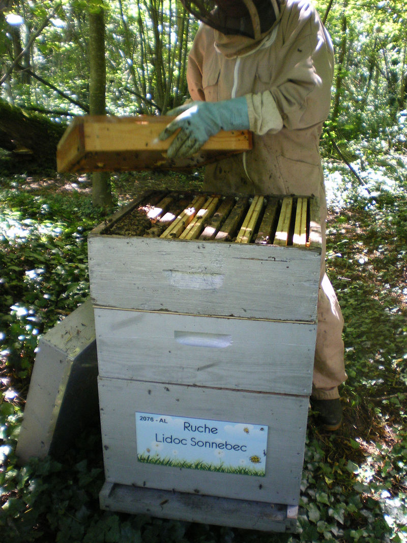 La ruche Lidoc Sonnebec